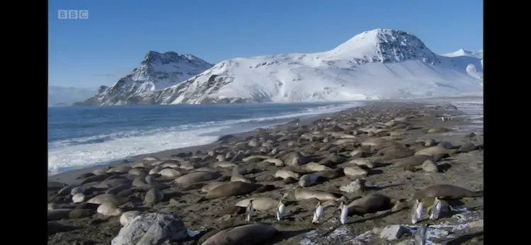 Southern elephant seal (Mirounga leonina) as shown in Frozen Planet - Spring